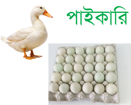 Deshi Duck Tray of Eggs (30pcs) হাঁসের ডিম