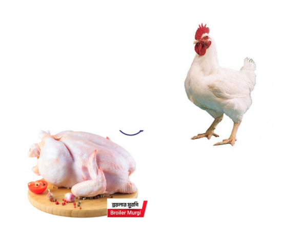 Hen- Broilar Hen ব্রয়লার মুরগী,-91809